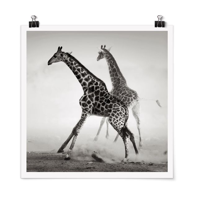 Posters en noir et blanc Girafes à la chasse
