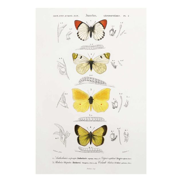 Tableau retro Tableau Vintage Papillons II