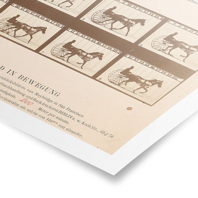 Tableaux animaux Eadweard Muybridge - Le cheval en mouvement