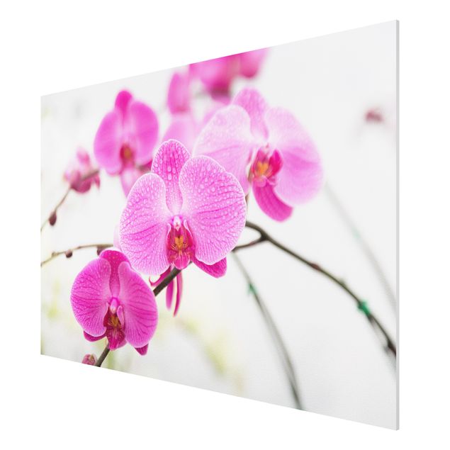Tableau moderne Gros plan sur une orchidée