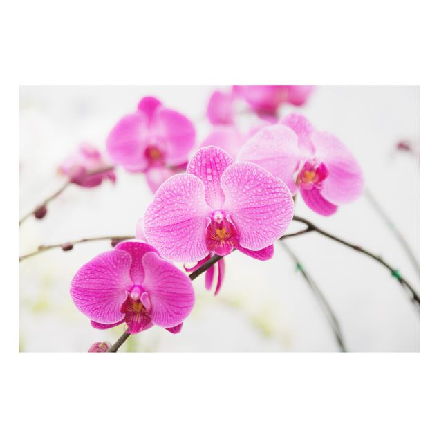 Tableau orchidées Gros plan sur une orchidée