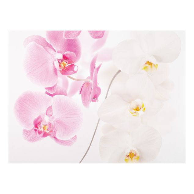 Tableaux chats Orchidées délicates