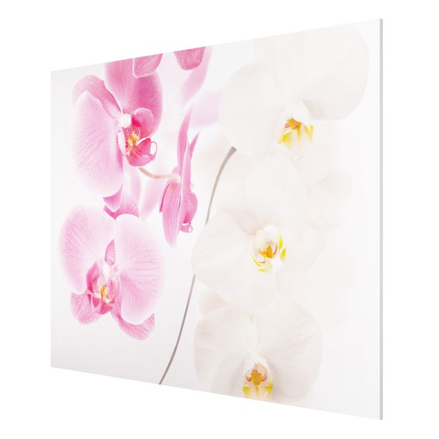 Tableaux orchidées Orchidées délicates