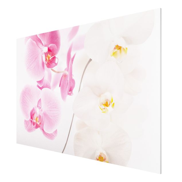 Tableaux orchidées Orchidées délicates