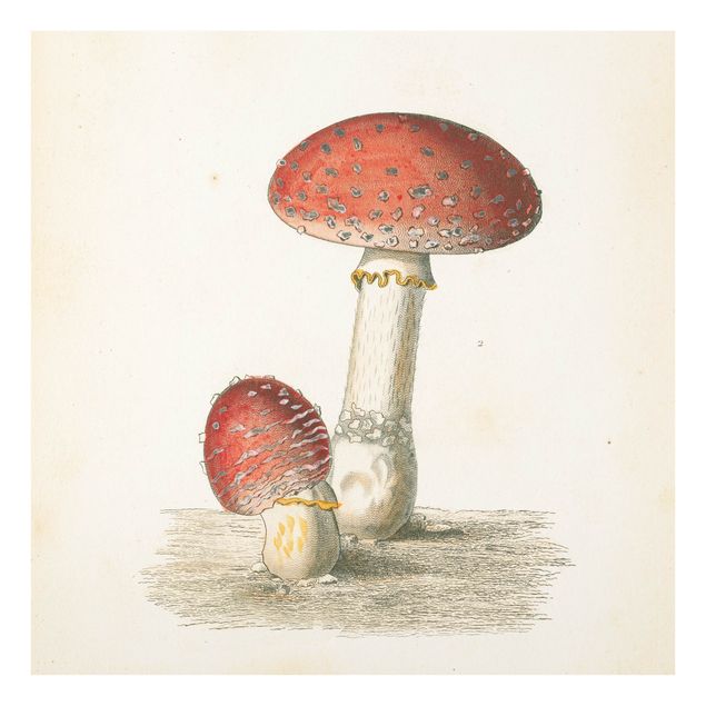 Tableaux en verre magnétique French mushrooms II