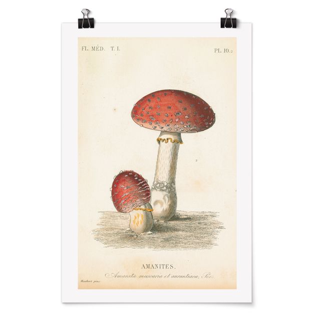 Tableau retro French mushrooms II
