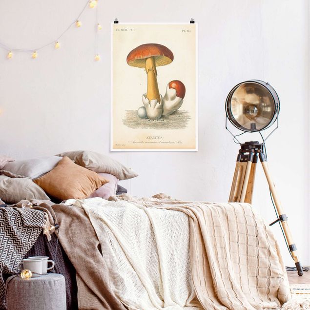 Tableaux vintage French Mushrooms