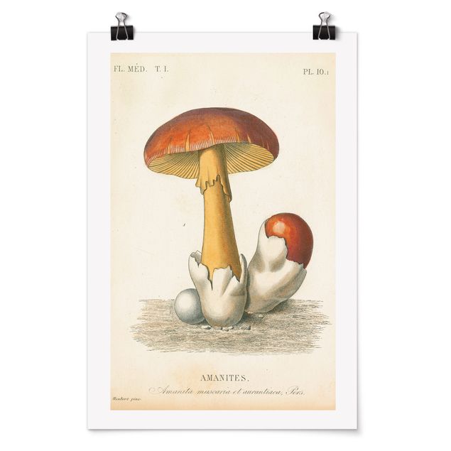 Tableaux rétro French Mushrooms