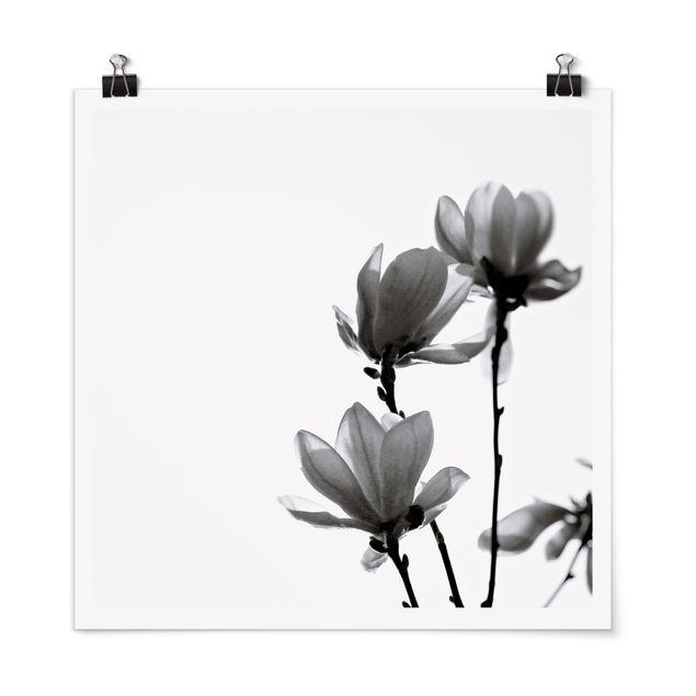 Posters en noir et blanc Herald du Printemps Magnolia Noir Et Blanc