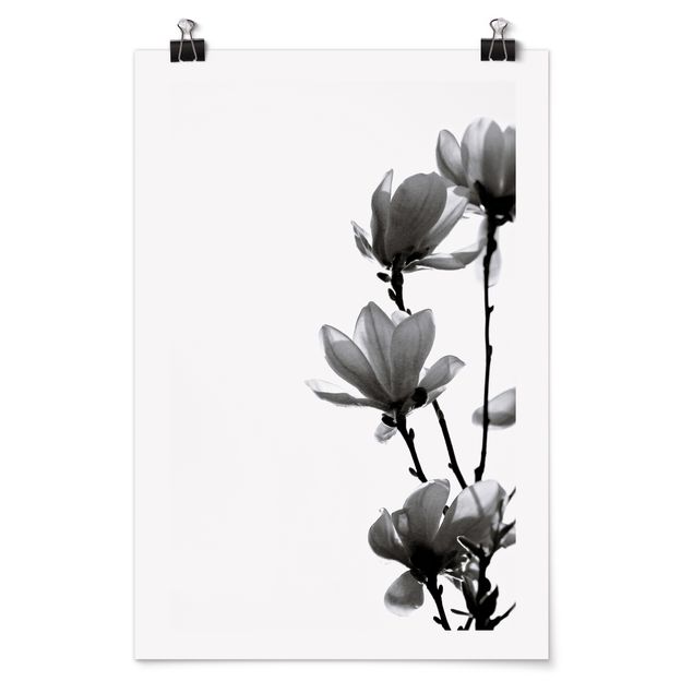 Posters en noir et blanc Herald du Printemps Magnolia Noir Et Blanc