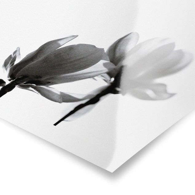 Tableaux Herald du Printemps Magnolia Noir Et Blanc