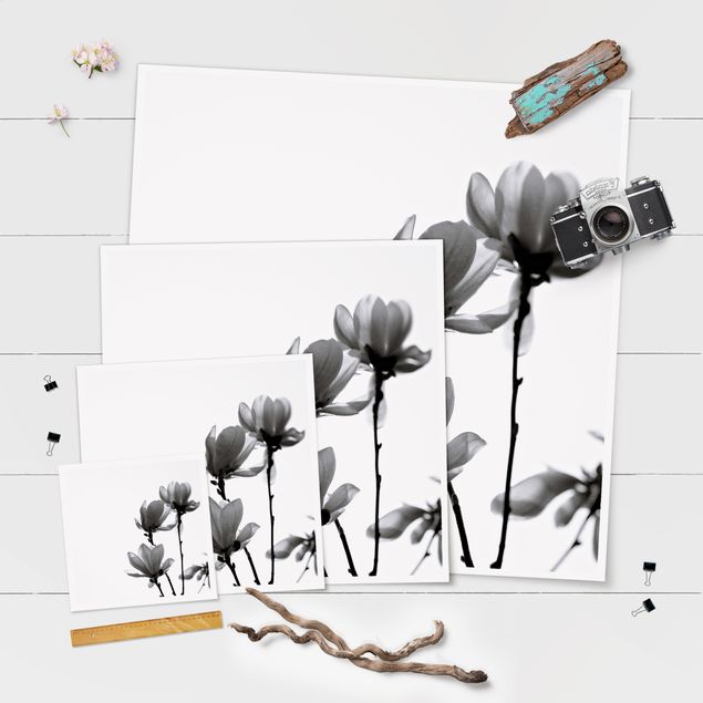 Poster - Herald Of Spring Magnolia Black And White