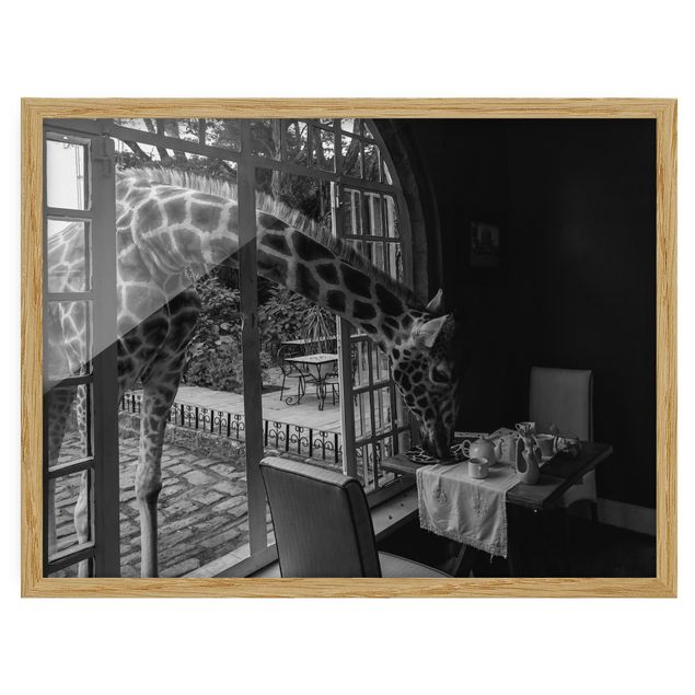 Tableaux encadrés noir et blanc Petit-déjeuner avec la girafe