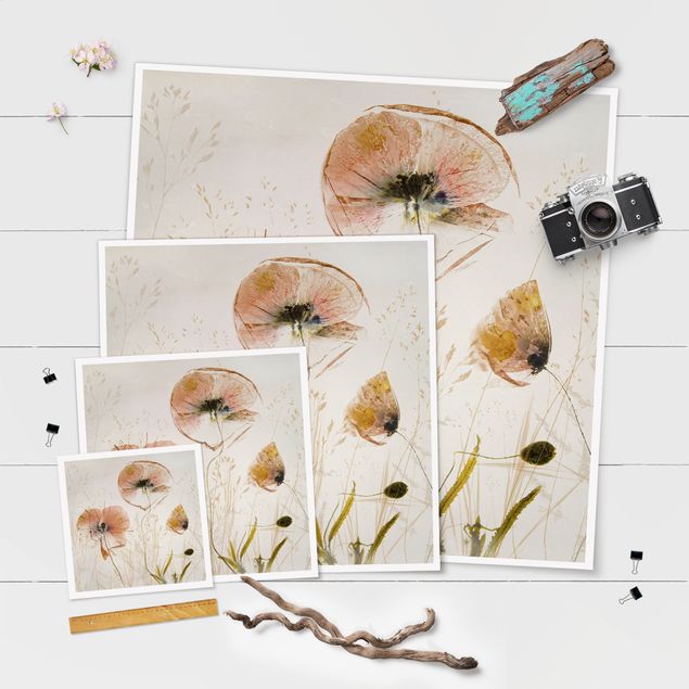 Poster - Dried Poppy Flowers With Delicate Grasses