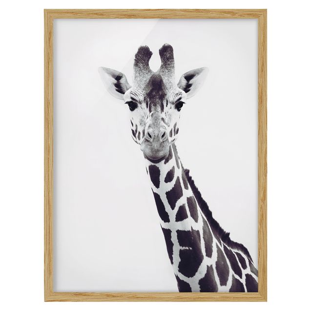 Tableaux encadrés animaux Portrait de girafe en noir et blanc