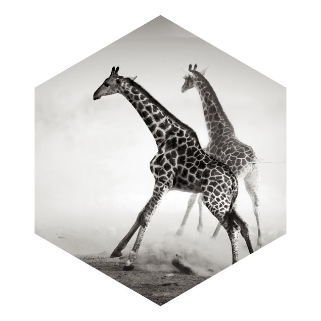 Papier peint panoramique noir et blanc Girafes à la chasse