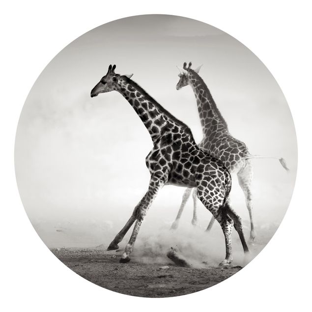 Papier peint désert Girafes à la chasse