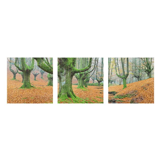 Tableaux modernes Forêt de hêtres dans le parc naturel de Gorbea en Espagne
