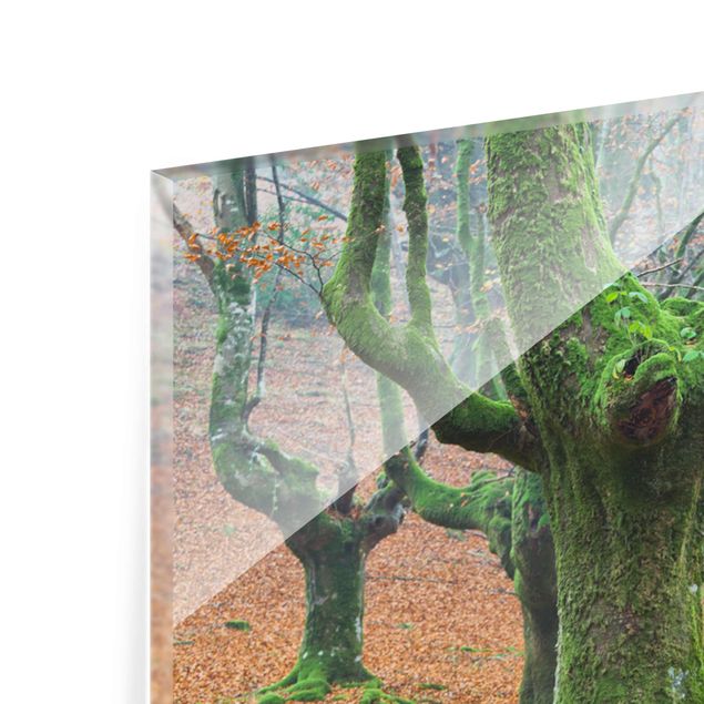 Tableau en verre paysage Forêt de hêtres dans le parc naturel de Gorbea en Espagne