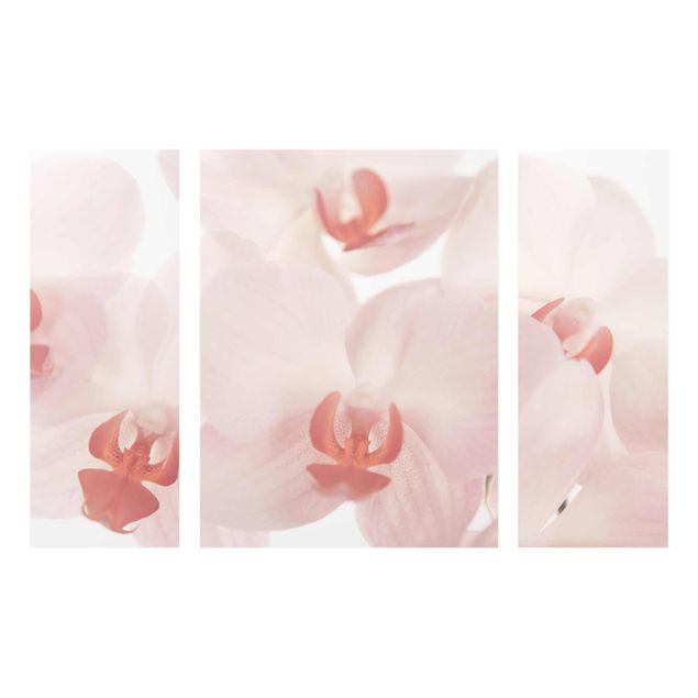 Tableaux en verre fleurs Papier peint de fleurs d'orchidées lumineuses - Svelte Orchids