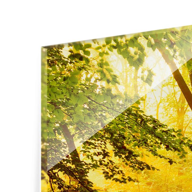 Tableau verre paysage Forêt d'automne