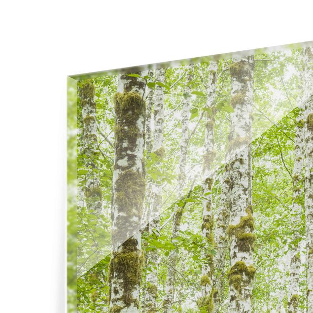 Tableau en verre paysage Parc national olympique de la forêt tropicale de Hoh