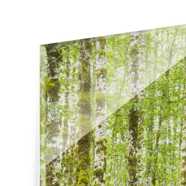 Tableau en verre paysage Parc national olympique de la forêt tropicale de Hoh