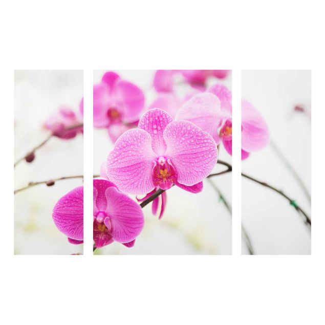 Tableaux en verre fleurs Gros plan sur une orchidée