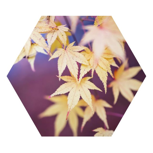 Tableaux lilas Érable d'automne