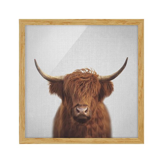 Tableaux moderne Vache Highland Harry