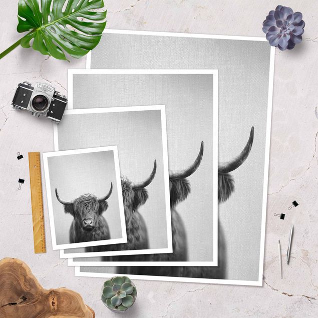 Poster reproduction - Highland Cow Harry Black And White
