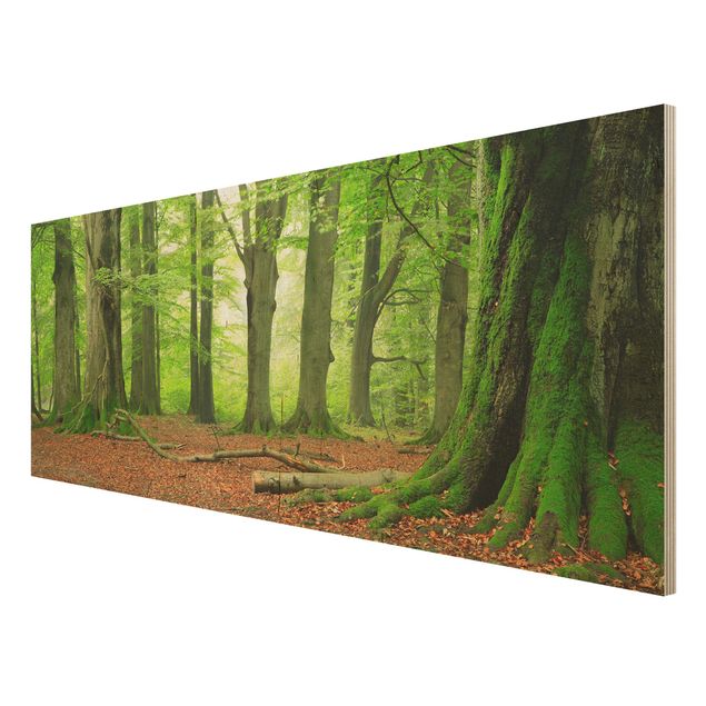 Tableaux en bois avec paysage Hêtres puissants