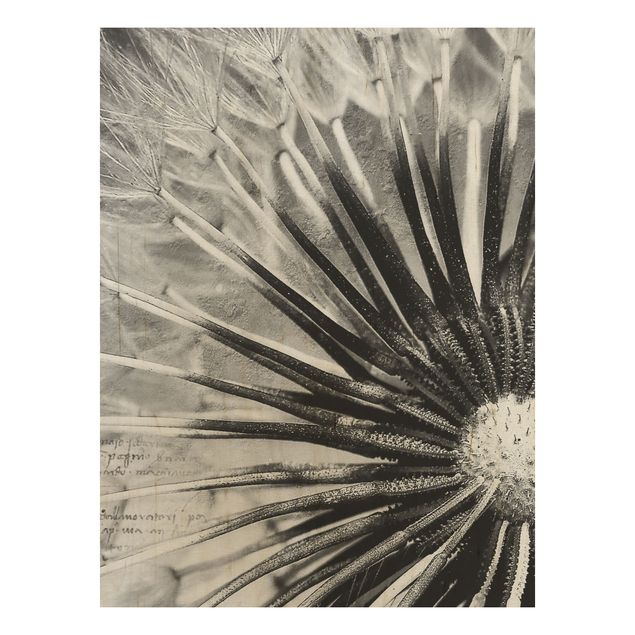 Tableaux en bois avec fleurs Pissenlit en noir et blanc