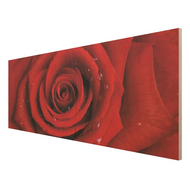 Tableau décoration Rose rouge avec gouttes d'eau