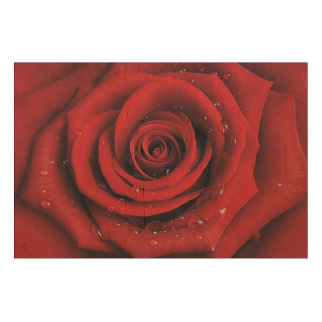 Tableaux en bois avec fleurs Rose rouge avec gouttes d'eau