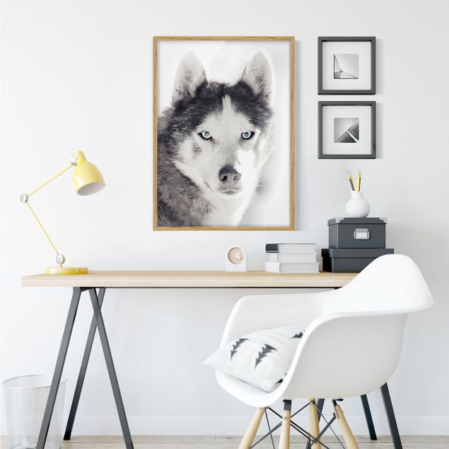 Affiches encadrées animaux Portrait d'un Husky