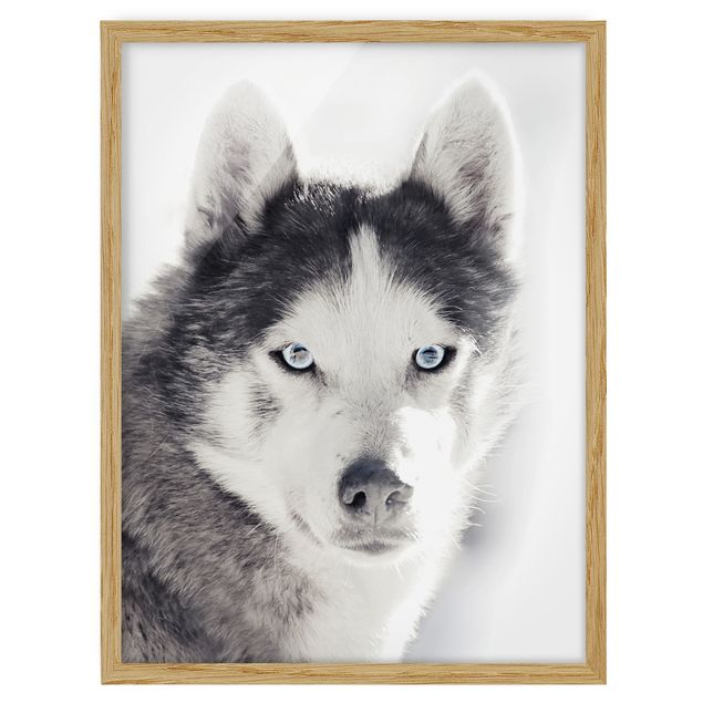 Tableaux modernes Portrait d'un Husky