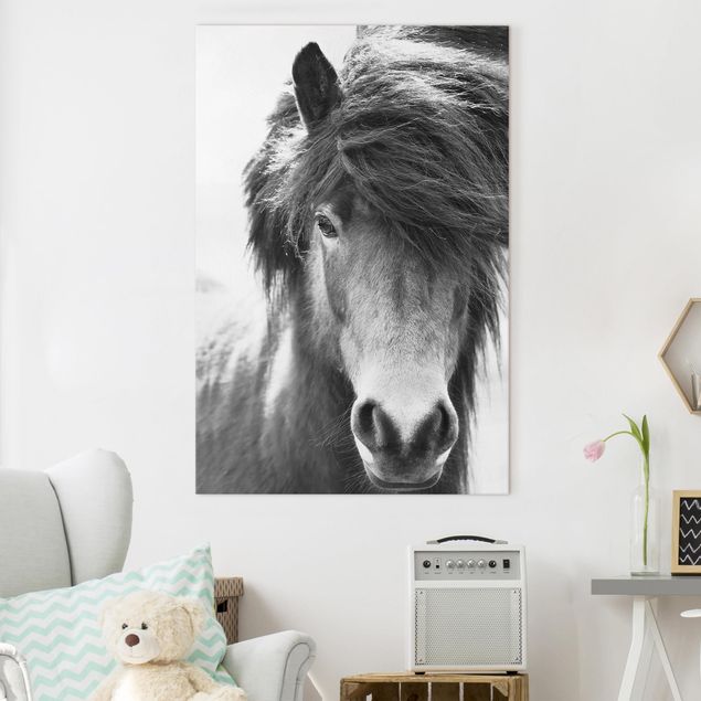 Tableau sur toile - Icelandic Horse In Black And White
