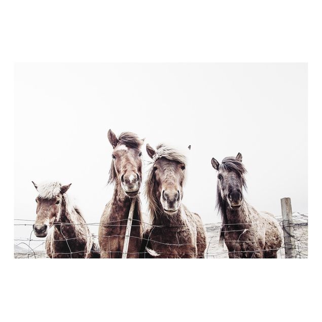 Tableau chevaux Cheval islandais