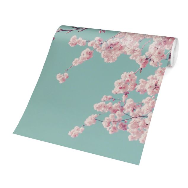 Papier peint rose Japanese Cherry Blossoms
