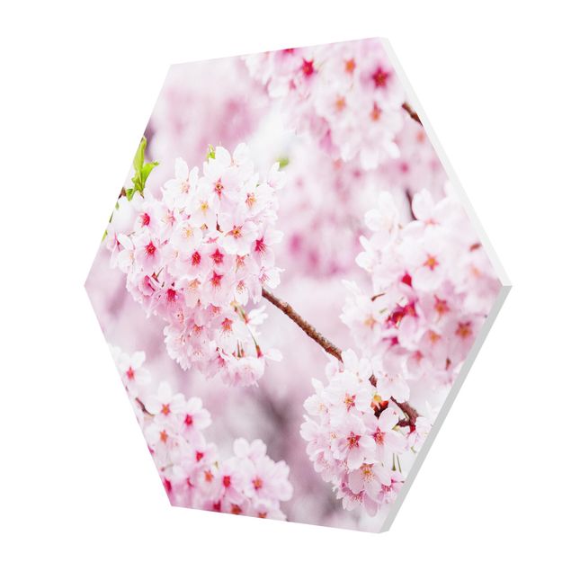 Forex tableau Japanese Cherry Blossoms