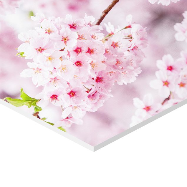 Tableaux muraux Japanese Cherry Blossoms