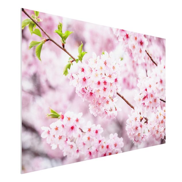Déco murale cuisine Japanese Cherry Blossoms