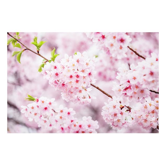 Tableau Asie Japanese Cherry Blossoms