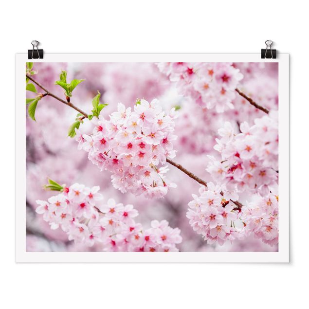 Tableaux fleurs Japanese Cherry Blossoms