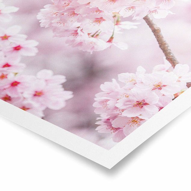 Poster villes Japanese Cherry Blossoms