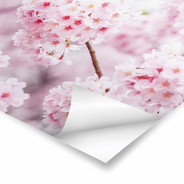 Tableaux Japanese Cherry Blossoms