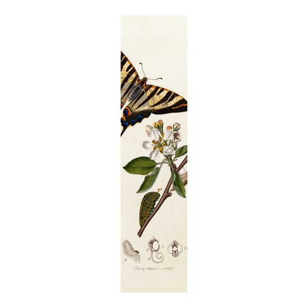 Décoration artistique John Curtis - Un rare papillon à queue d'hirondelle