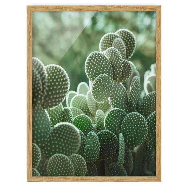 Tableaux fleurs Cactus
