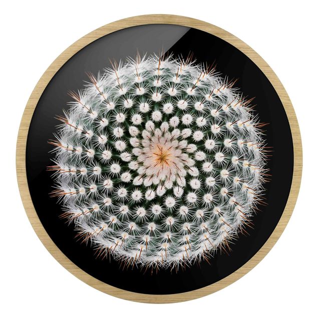 Tableau noir Fleur de cactus